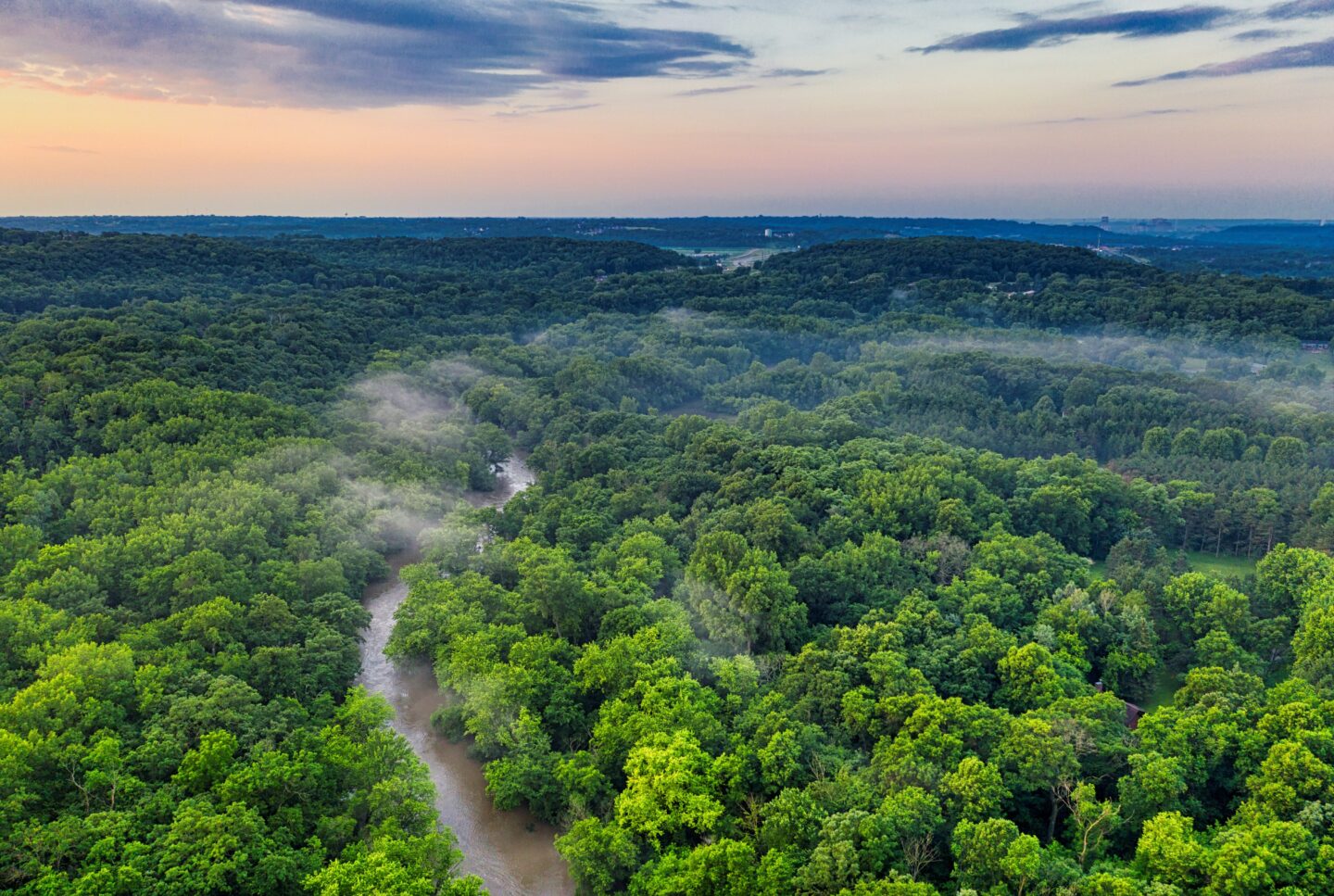 rainforest