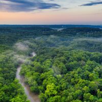 rainforest