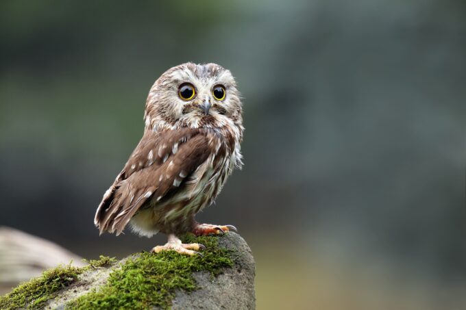 owl