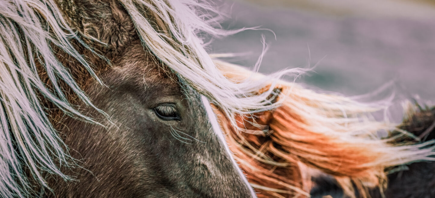 dogma horse eyes